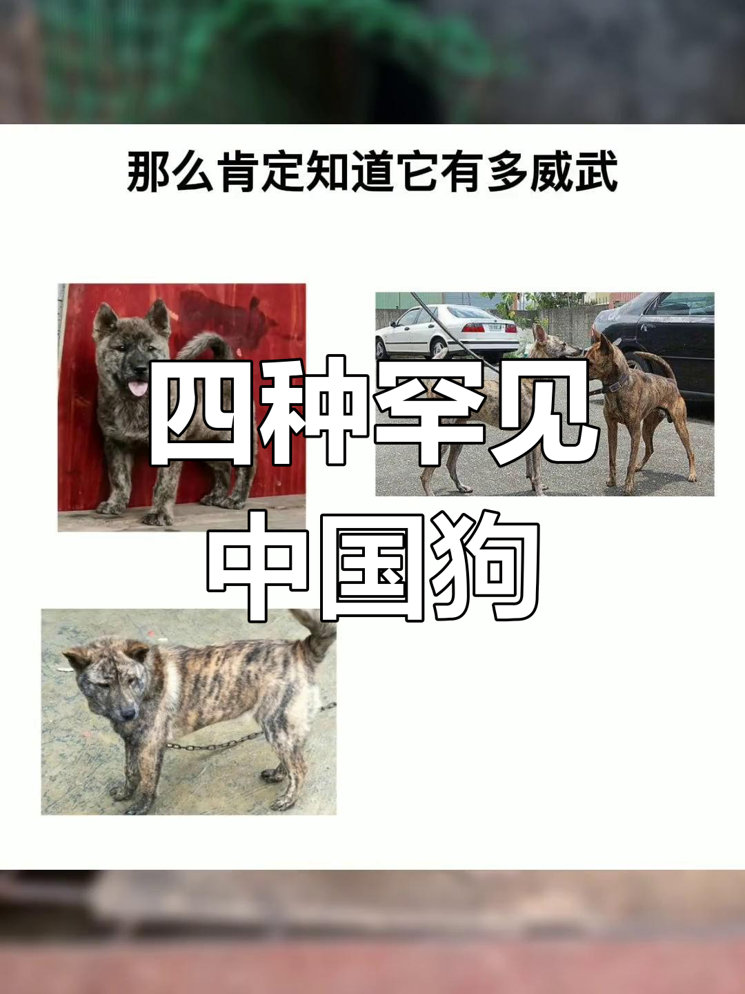 中华田园犬的四大稀有品种,你见过几种?