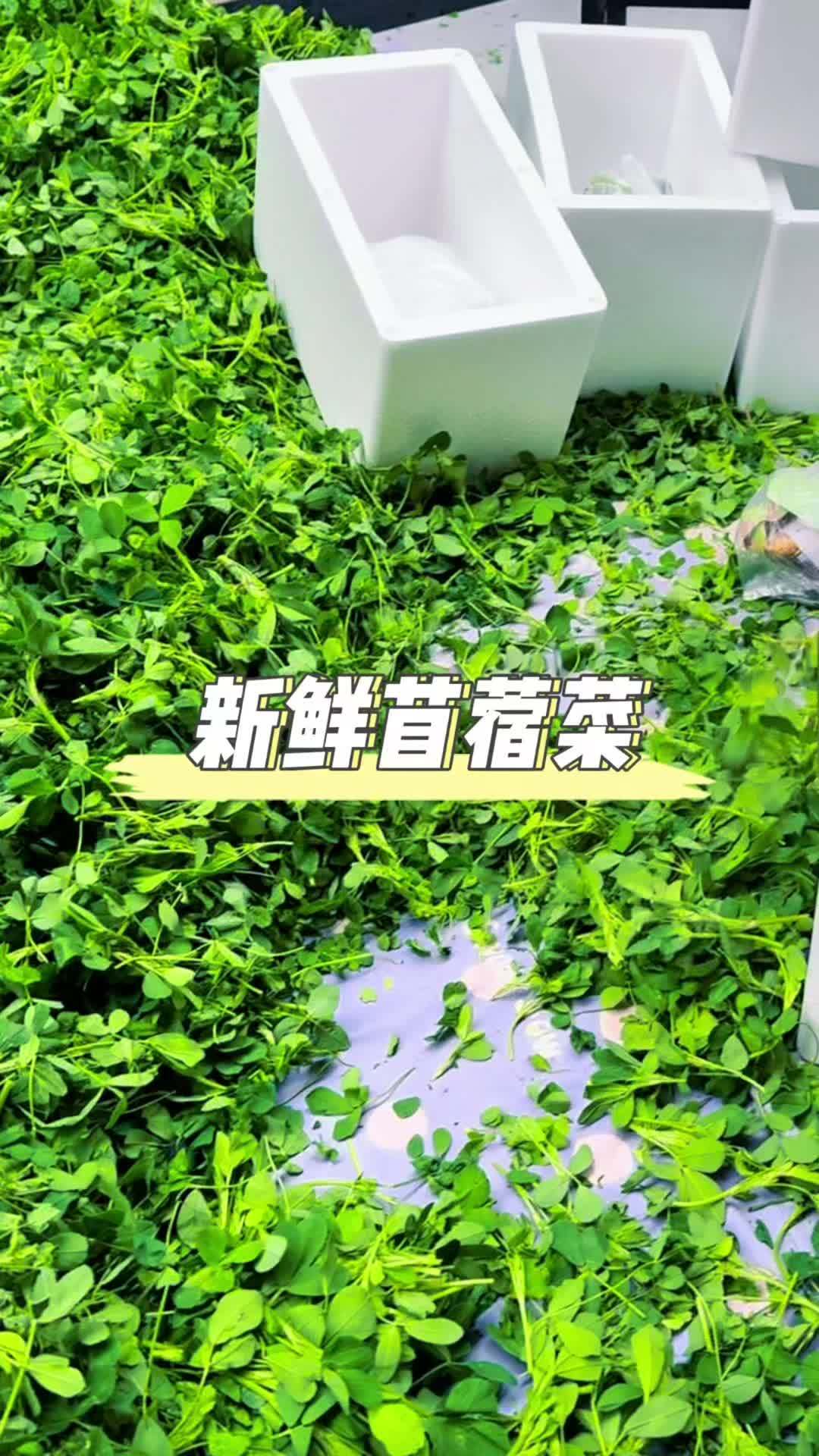 苜蓿菜又名金花菜、草头菜,营养价值高,当季能吃到算是稀缺物了 它可是我们西北地区的地道野味