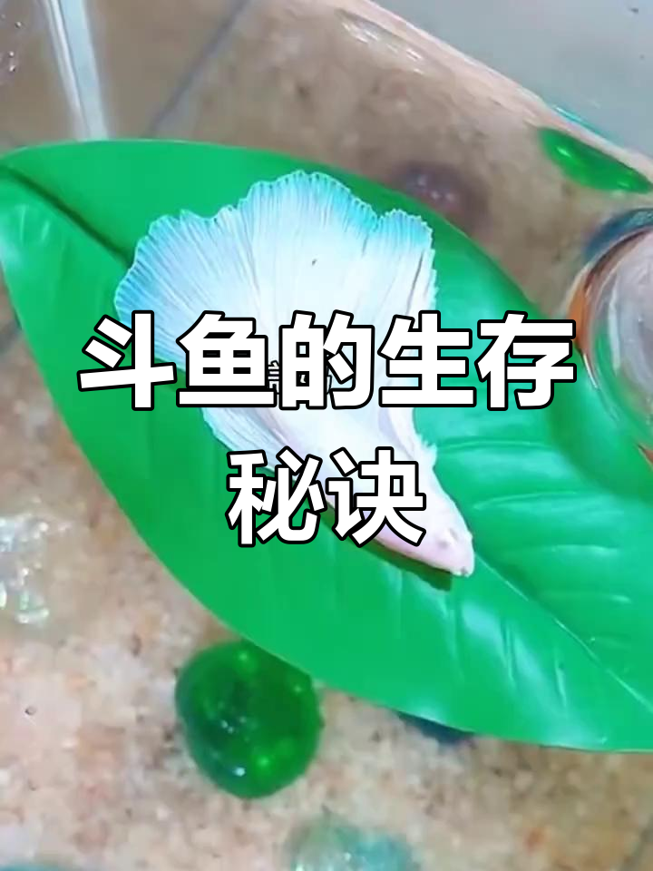 斗鱼缺乏休息,一片树叶就能让它产卵繁衍