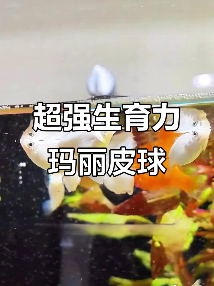 玛丽皮球鱼:超能生小鱼,水质清洁专家