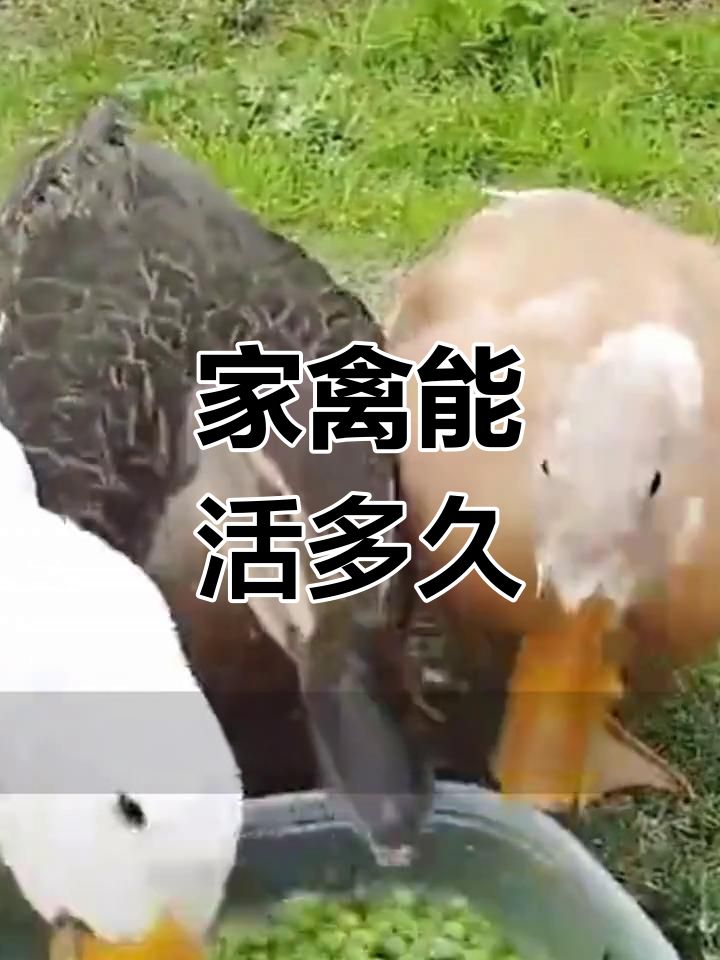 鸡鸭鹅寿命大揭秘,哪种家禽最能活?