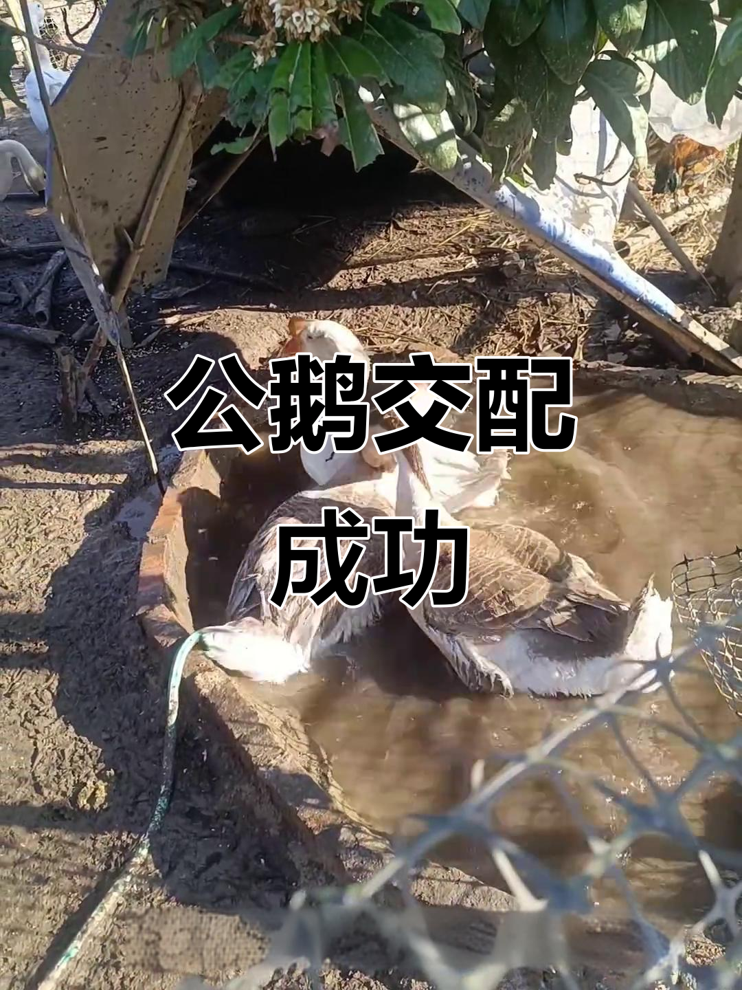 调整比例后,公鹅与母鹅终于开始正常交配了!
