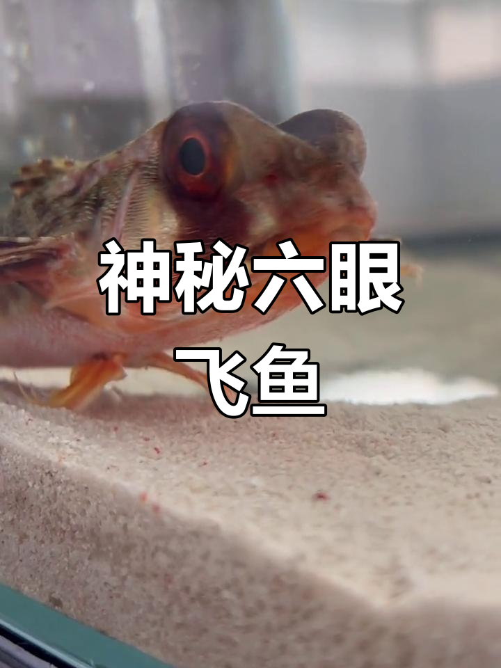 六眼飞鱼与小鲨鱼的奇妙世界
