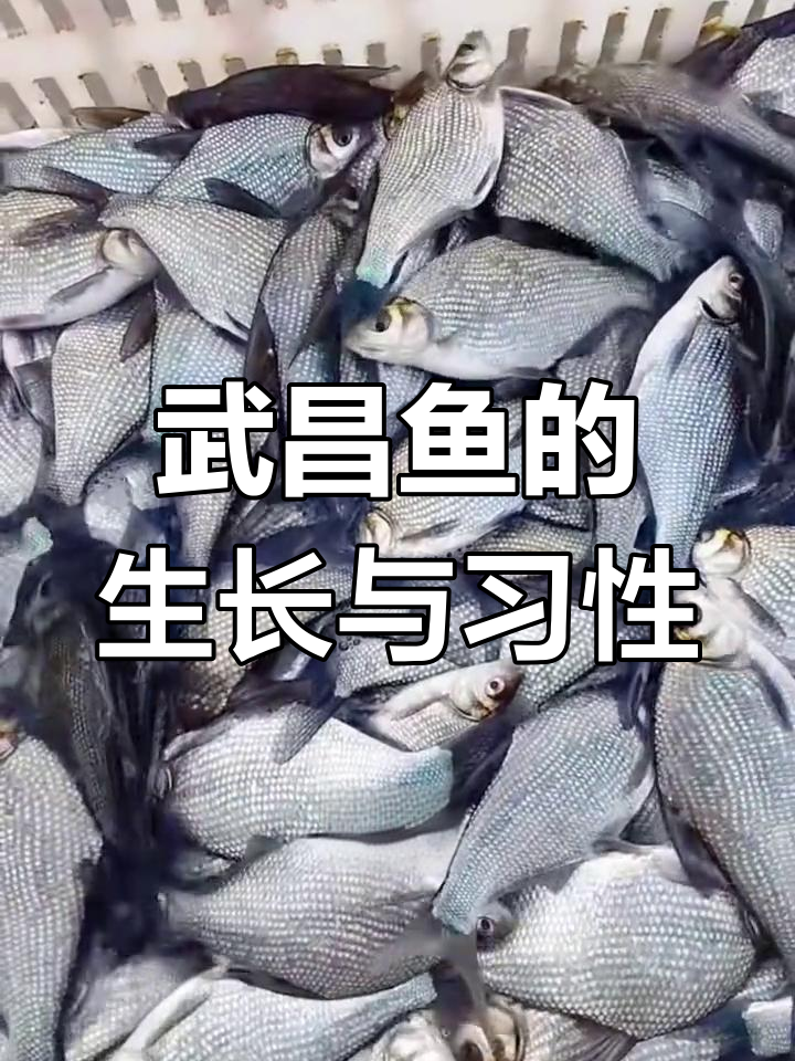 武昌鱼:长江特产,杂食性鱼类