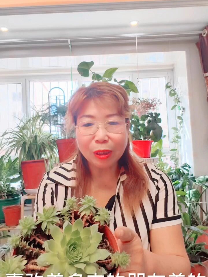 好看又好养的多肉观音莲,养护方法一起来看