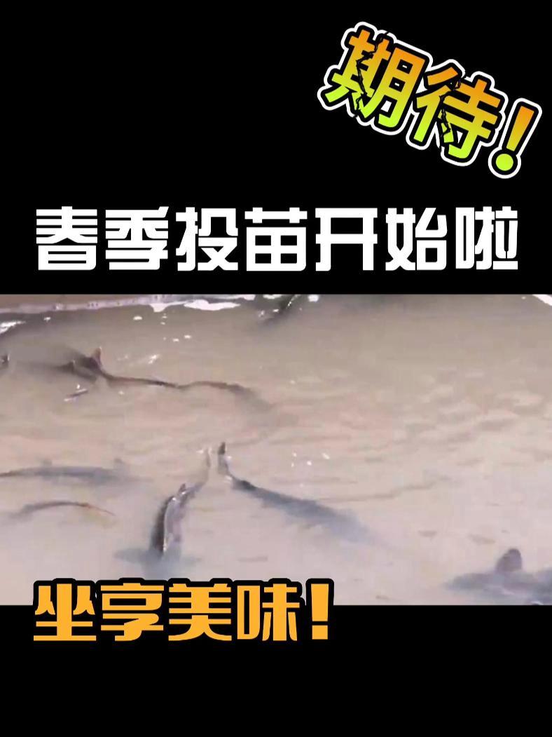 春季投苗开始啦!6000斤育苗投放刘家峡!4月投苗,11月上市,期待今年大西北冷水鱼的美味
