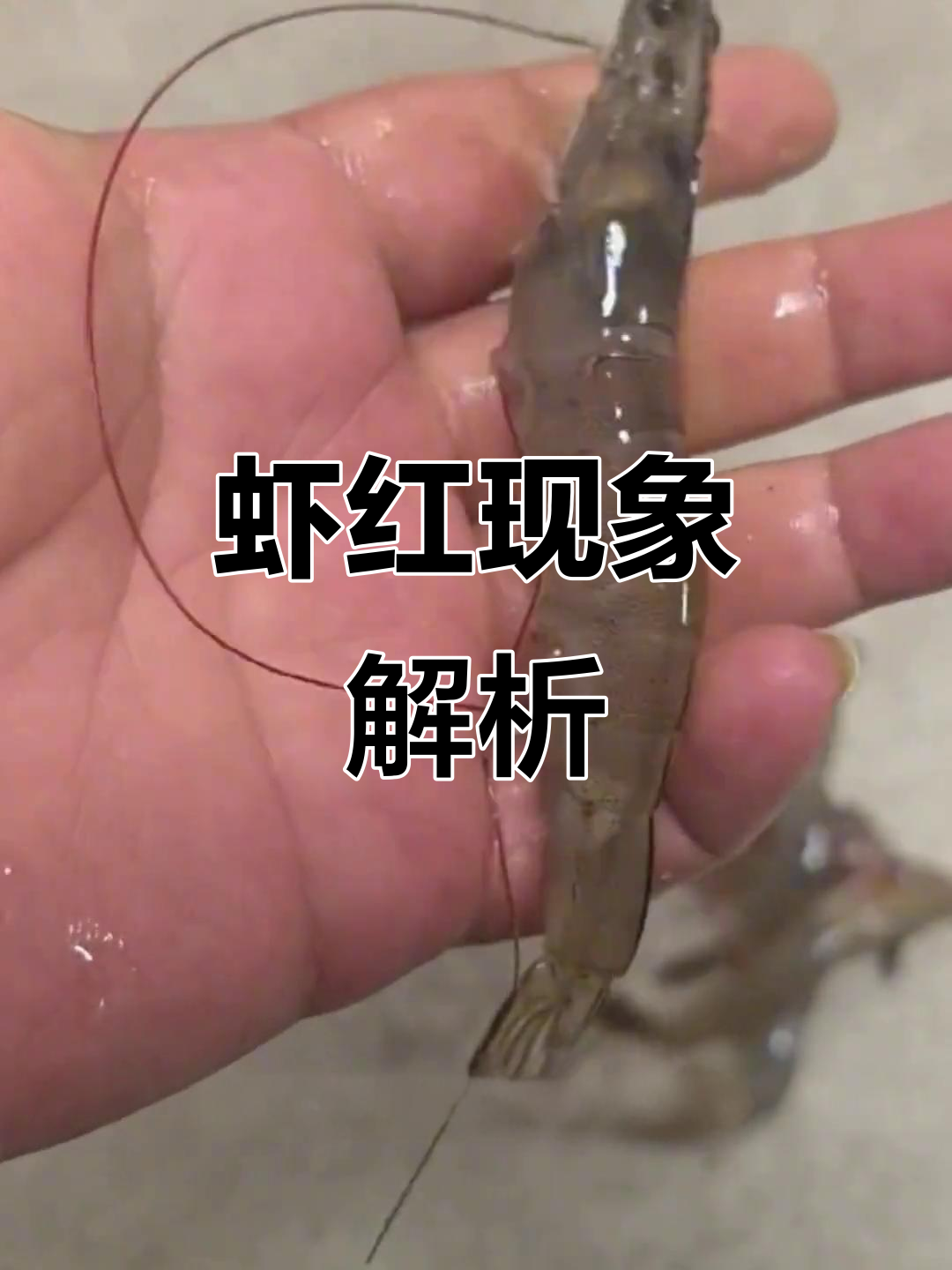 虾须尾扇发红,背后原因揭秘!
