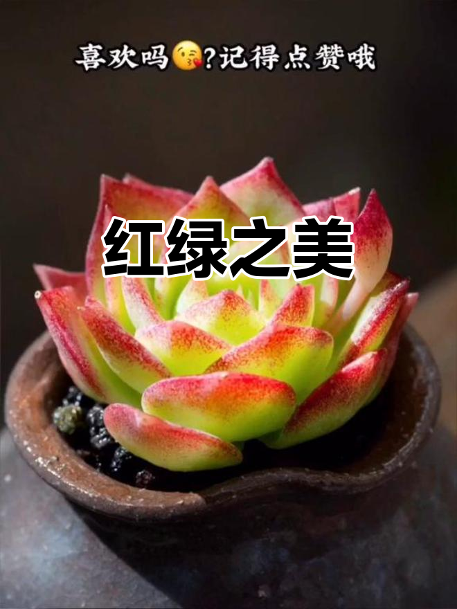 红绿搭配,多肉界的极致美感,令人陶醉