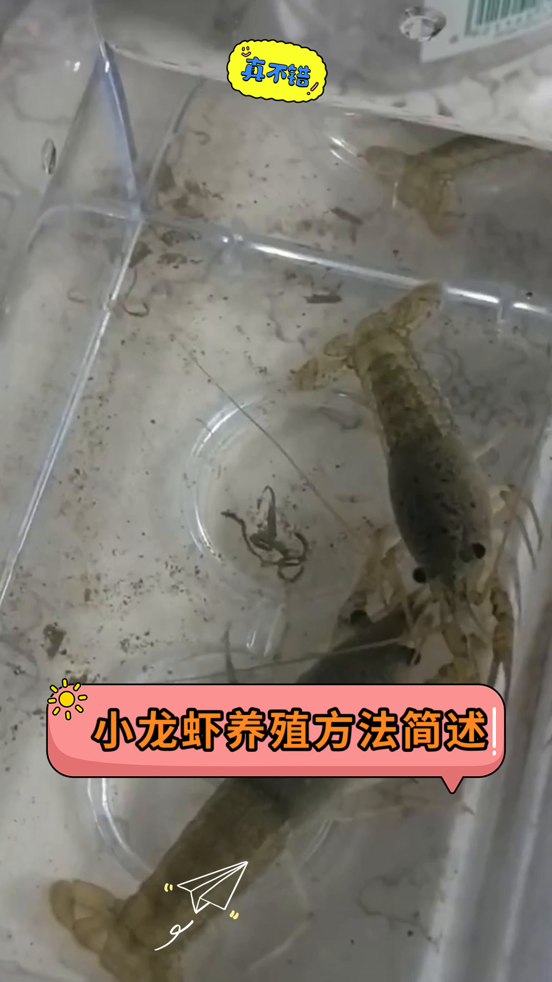 小龙虾养殖方法简述