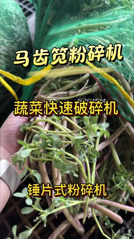 马齿笕粉碎机,工业商用蔬菜快速打泥机设备,锤片式蔬菜粉碎机