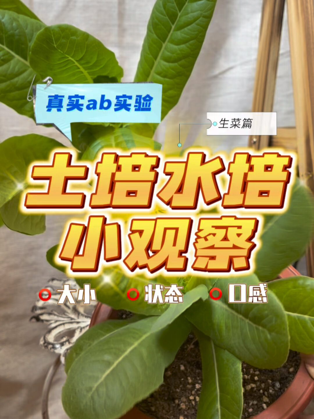 土培水培生菜哪个好,来看我的对比