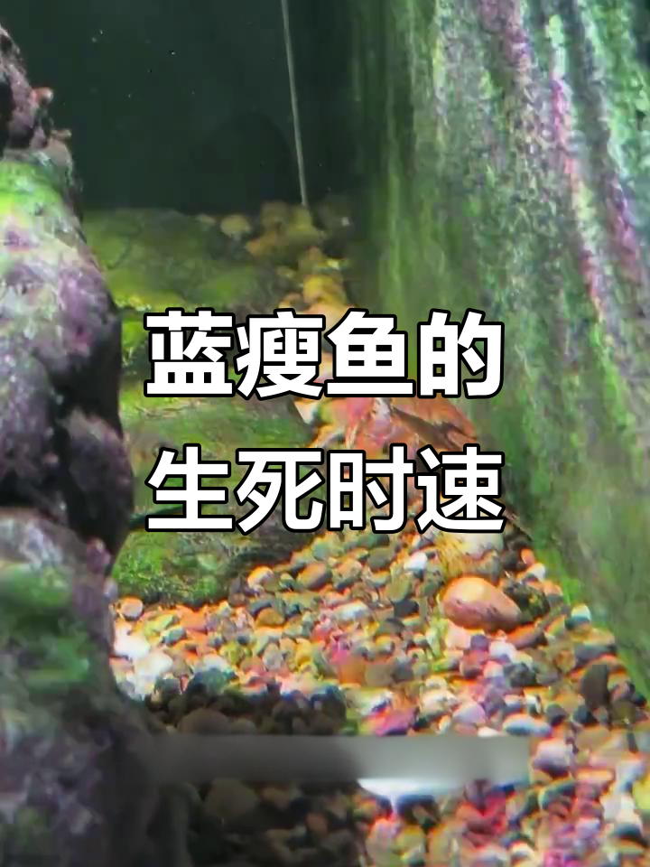 蓝瘦鱼越狱成蟹肝,犀流缸里的惊险一幕