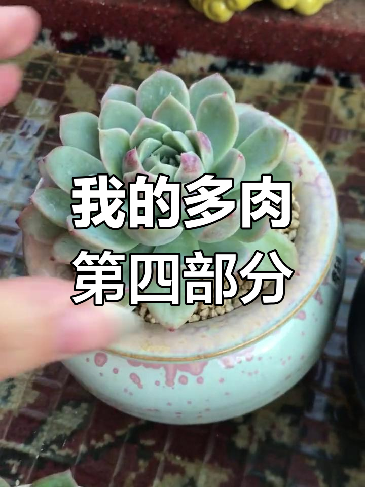 多肉植物状态大揭秘:女王樱花泪、雪天使昂斯诺等变化