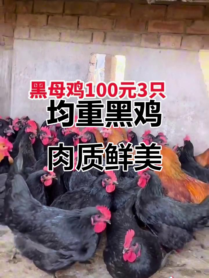 黑母鸡3.5斤,公鸡4.5斤,现场挑选超值组合