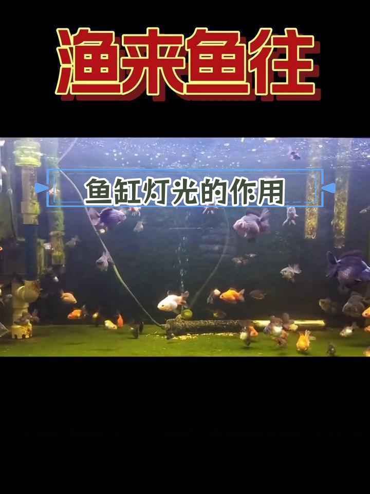 鱼缸灯的正确使用方法,提升鱼类生长与发色