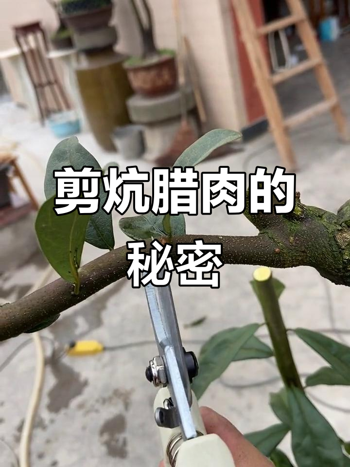 剪炕腊肉,盆景素材大揭秘