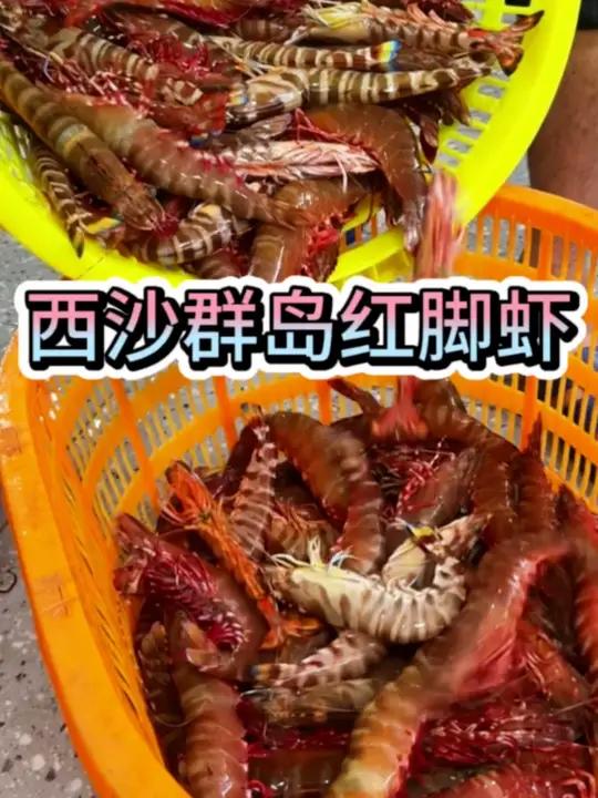 西沙群岛野生红脚下、斑节虾有没有食欲?好东西就不要嫌费事,为了保证品质,-196℃液氮急速
