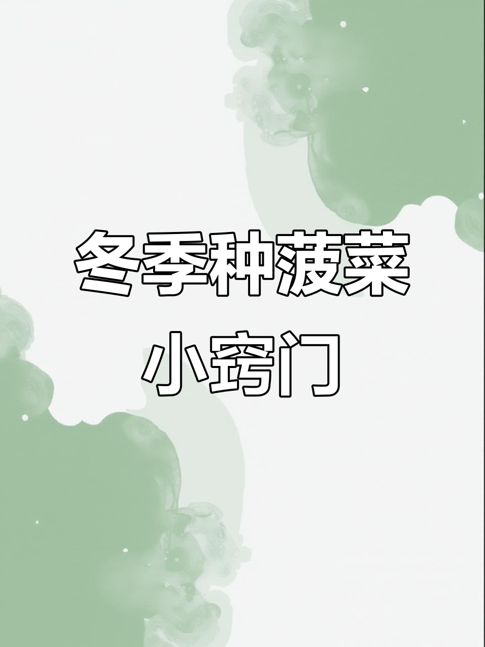 耐寒菠菜种子种植技巧,轻松掌握快速出芽