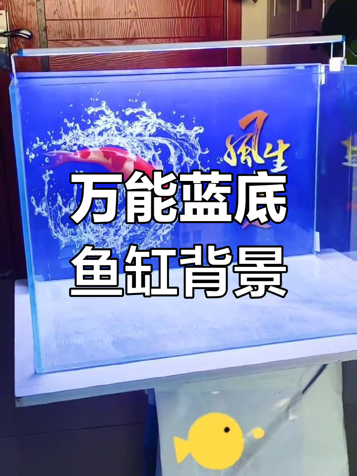 蓝底鱼缸背景,适合多种鱼类