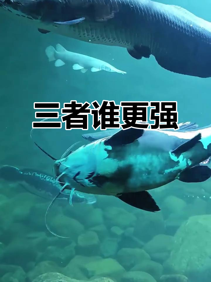 巨骨舌鱼、火箭与招财猫,谁能称霸全场?