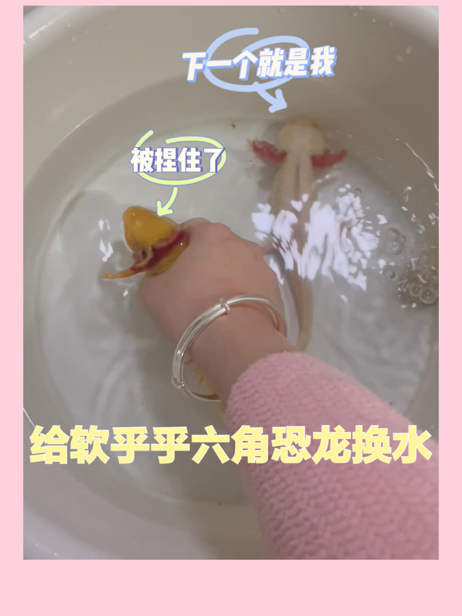 给软乎乎的六角恐龙换水
