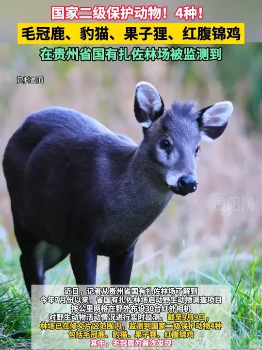 贵州省国有扎佐林场监测到国家二级保护动物4种!包括毛冠鹿、豹猫、果子狸、红腹锦鸡