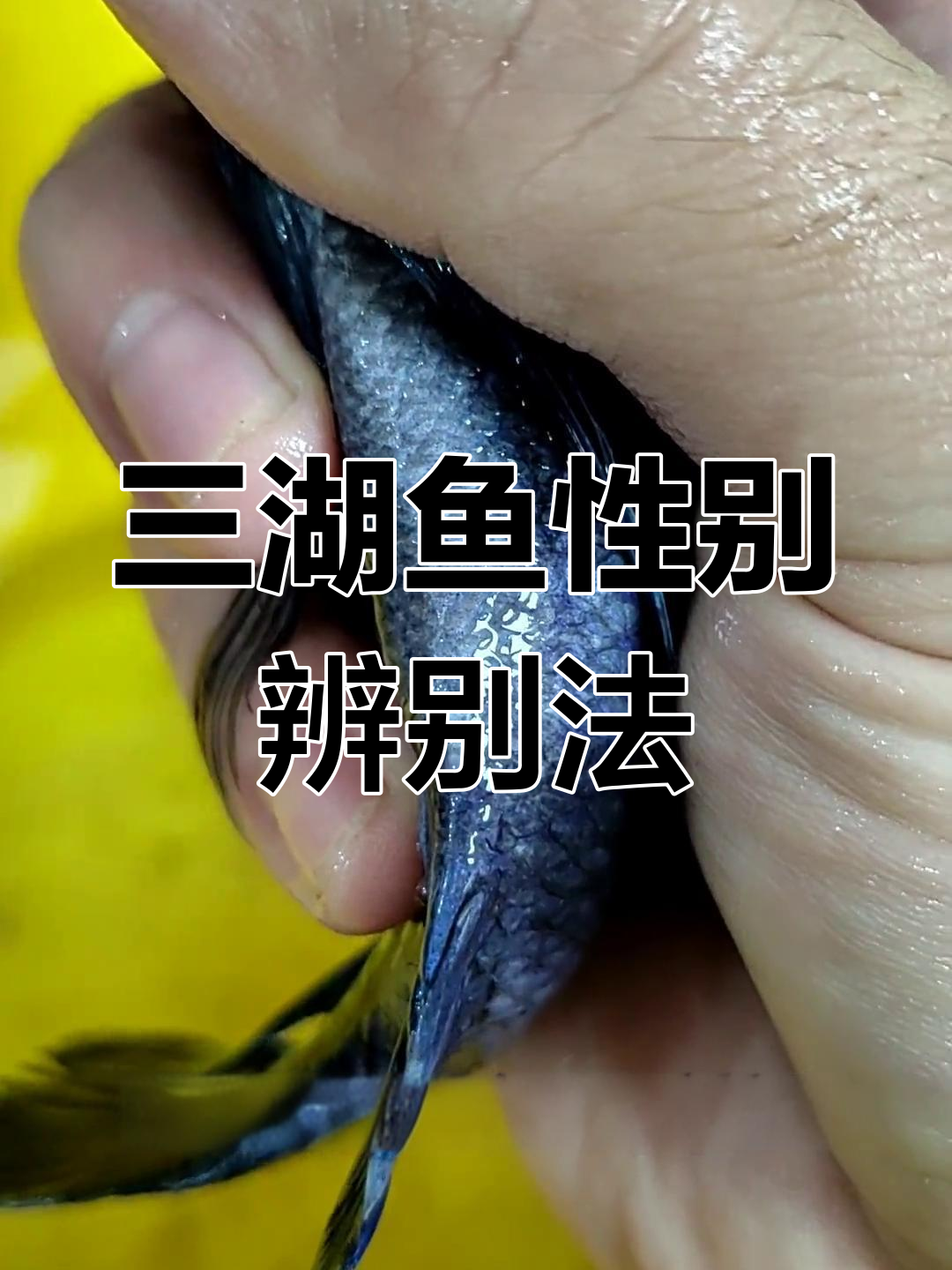 如何分辨三湖慈鲷公母?