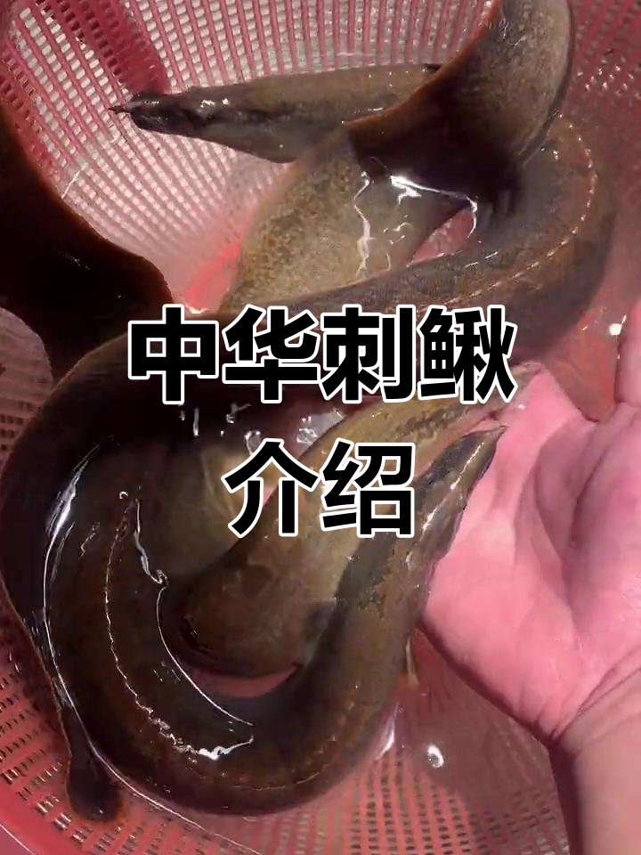 中华刺鳅:浅淡水中的美味肉食性杂鱼