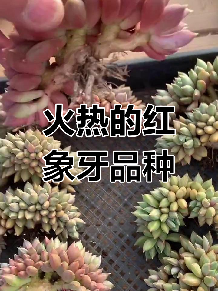 红象牙朵朵缀,黄金象牙新宠!