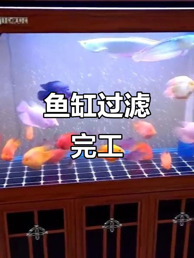 1.2米鱼缸过滤系统安装完成,水质清澈,鱼儿欢快游动