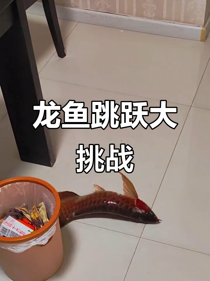 龙鱼跳缸惊险瞬间,手机拍摄朋友圈分享