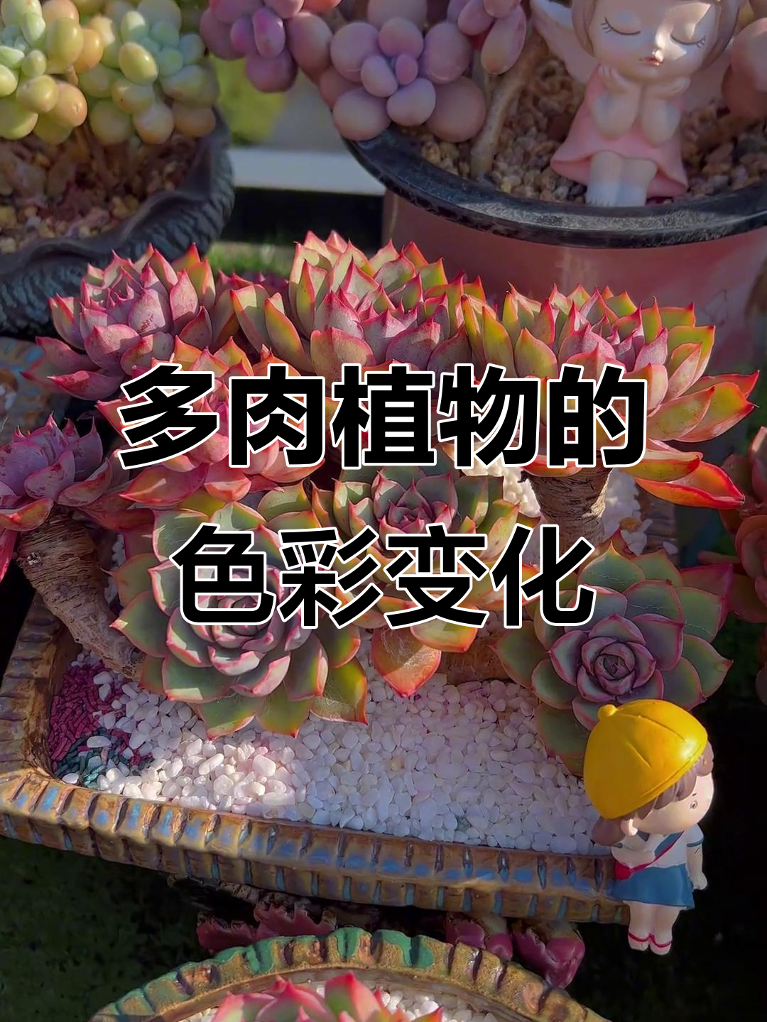 多肉植物变色记：从雪绒湖到卡宴，每一颗都有惊喜