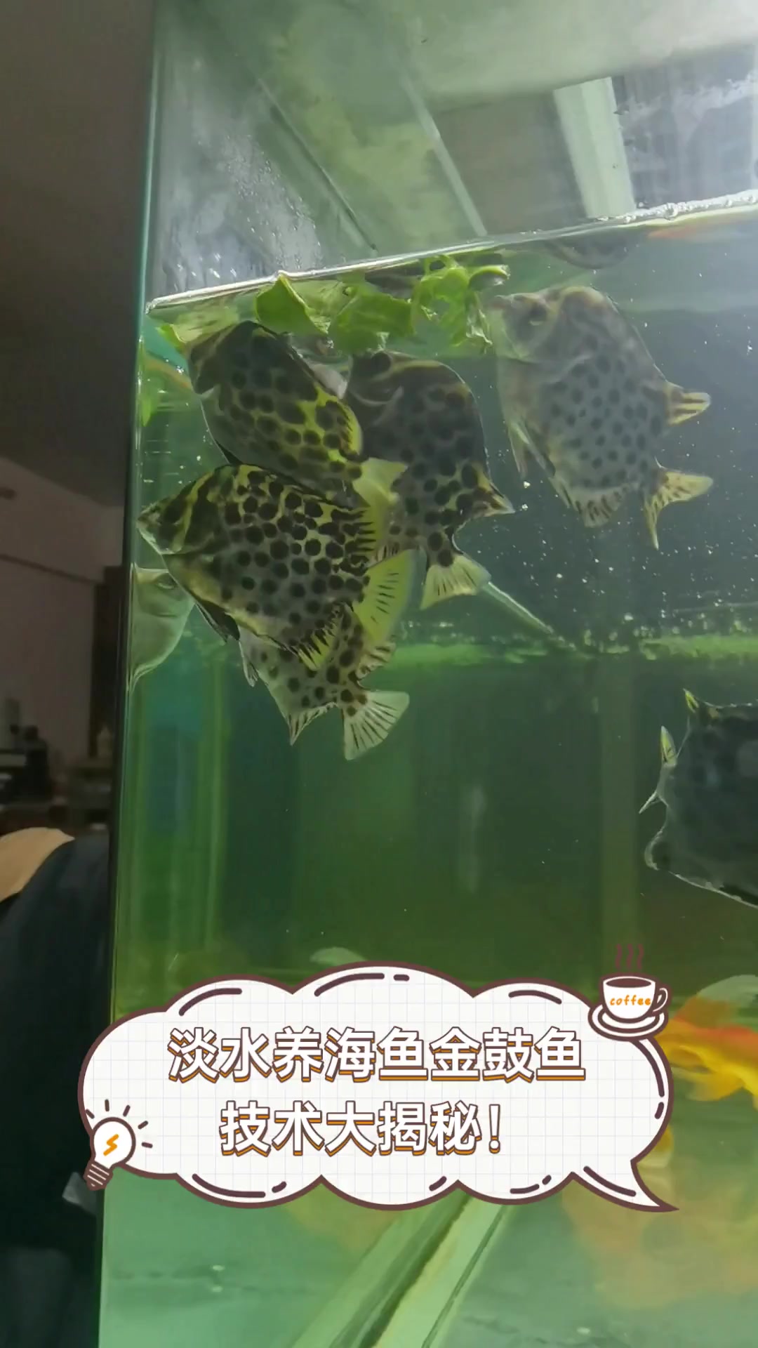 淡水养海鱼金鼓鱼,技术大揭秘!