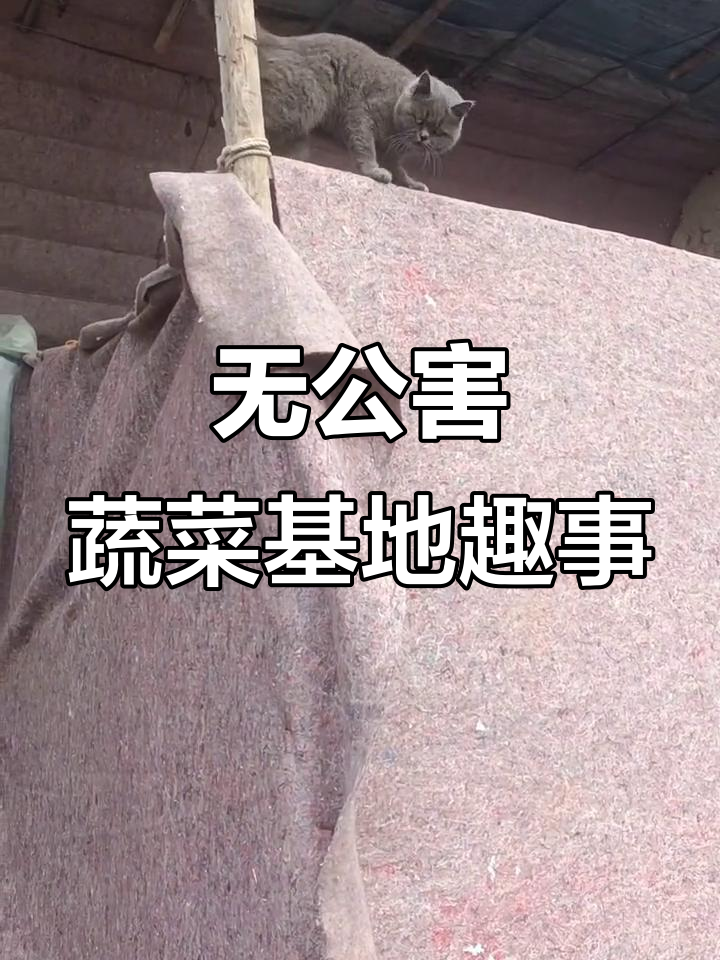 龙黎农业生态园:无公害蔬菜基地的趣味日常