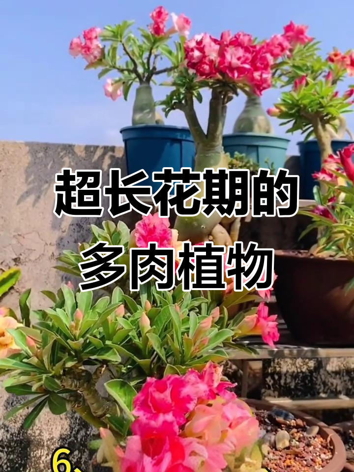 十款花期超长的多肉植物，看看你养了几种？