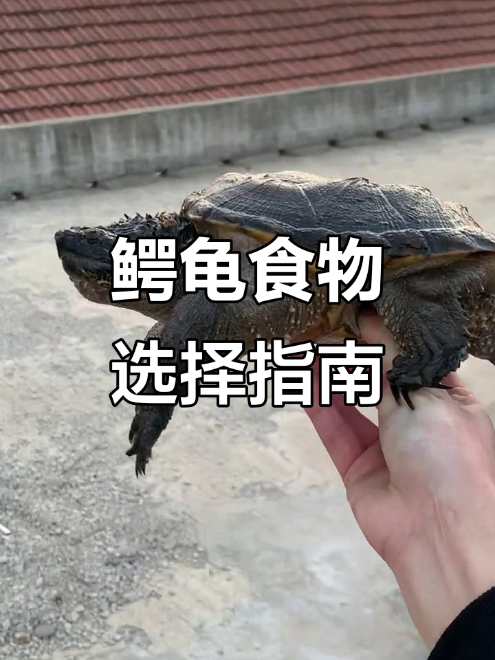 鳄龟吃什么能长得更好？肉和龟粮到底选哪种