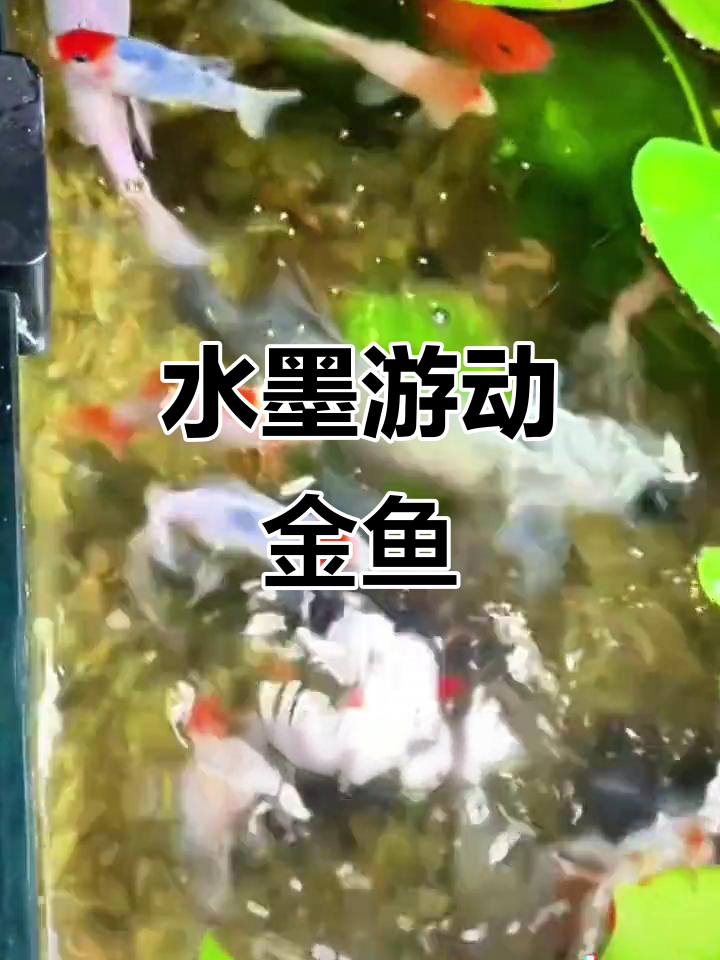 兰花草鲸鱼让鱼缸变水墨画,超耐养又美观