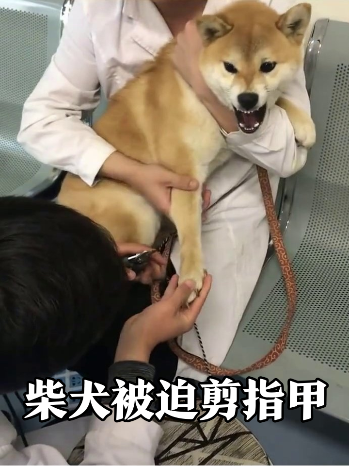 柴犬剪指甲秒变表情包,龇牙咧嘴反抗太真实