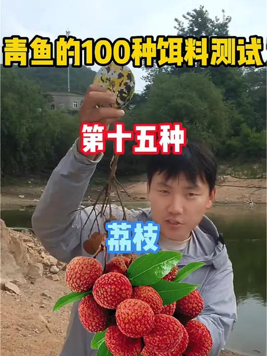青鱼的100种饵料测试,“一骑红尘妃子笑,无人知是荔枝来”,今天青鱼妹妹迎来荔枝测试。荔枝
