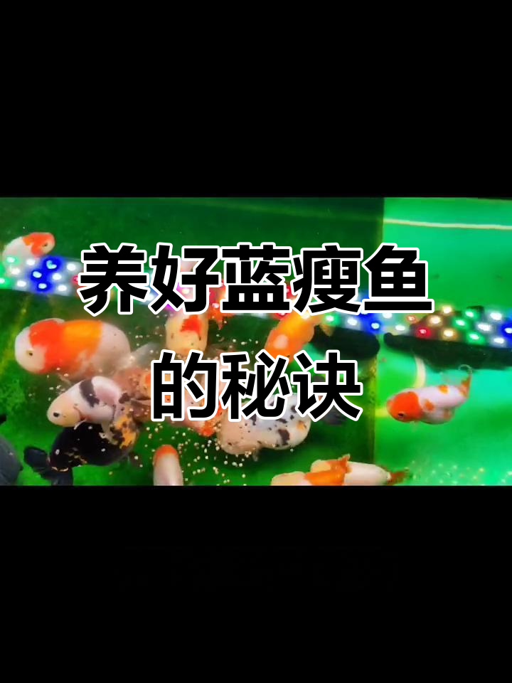 蓝瘦鱼养殖技巧:从喂食到水质管理全攻略