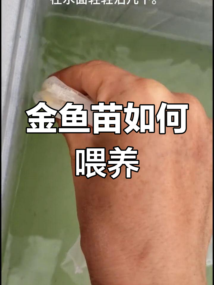 金鱼幼苗喂食技巧,蛋黄投喂注意事项