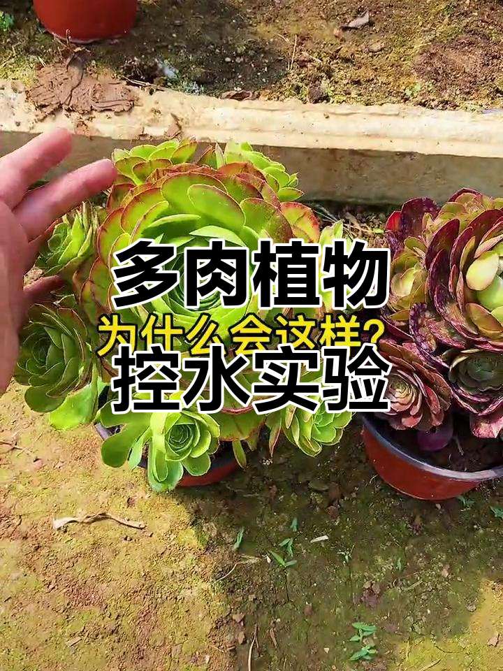 一棵多肉控水,一棵正常浇水,差距竟然这么大!