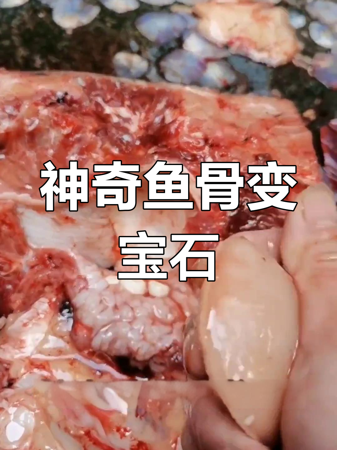 鲸鱼嘴中的活玉,竟能变成美丽饰品