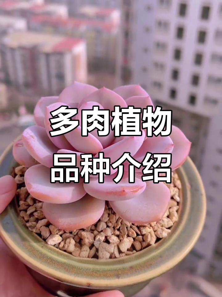 26种多肉植物大揭秘,你最喜欢哪一款?
