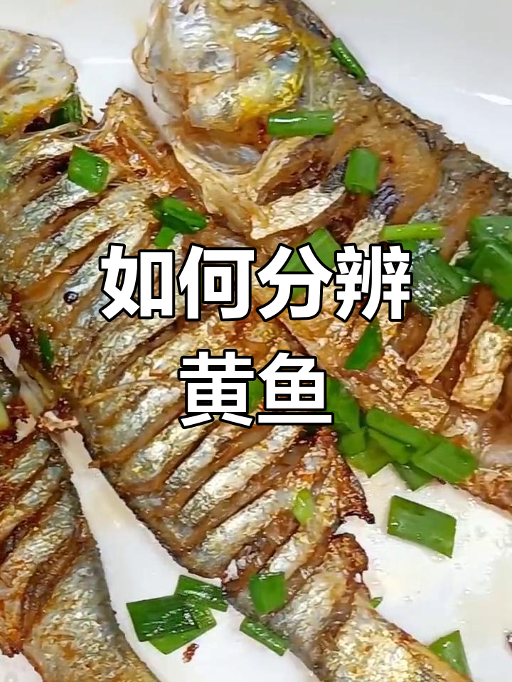 黄鱼种类大揭秘,如何区分大黄鱼、小黄鱼?