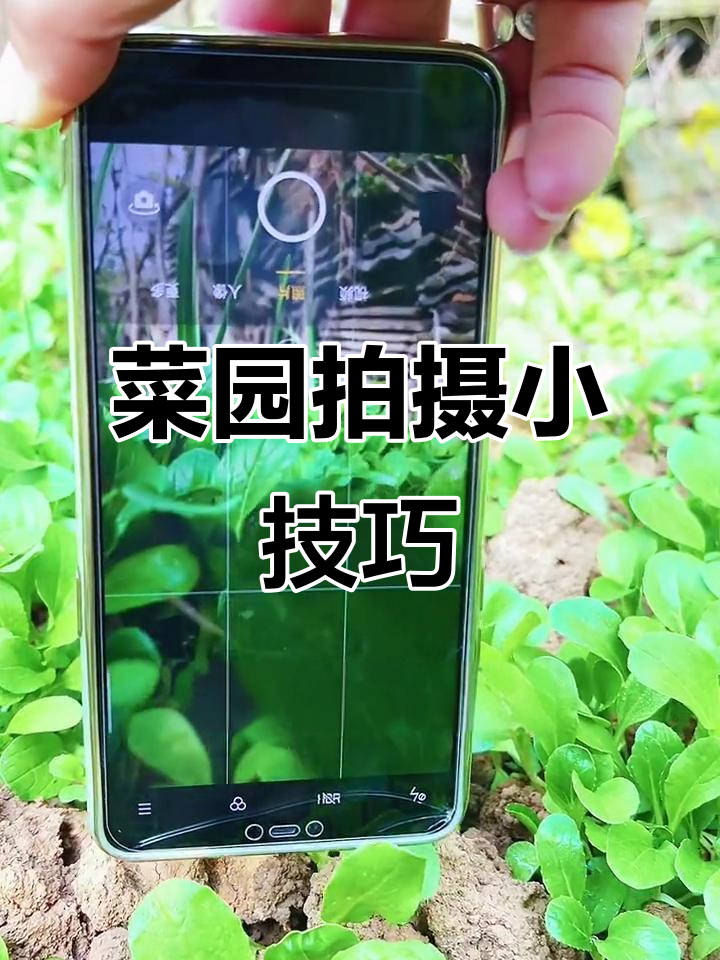 菜园子摄影技巧大揭秘,如何拍出不一样的效果