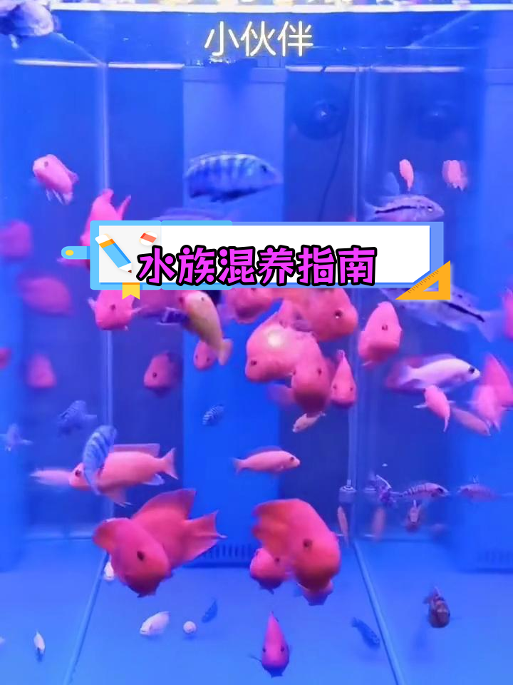 血鹦鹉与三湖慈绸混养技巧