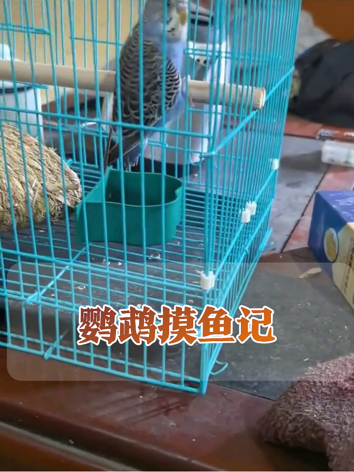 虎皮鹦鹉上班摸鱼实录,笼子里的摸鱼大师