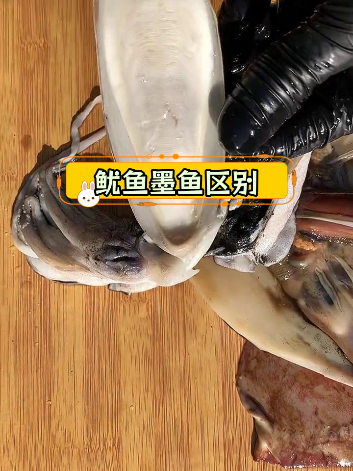 鱿鱼与墨鱼的差异解析