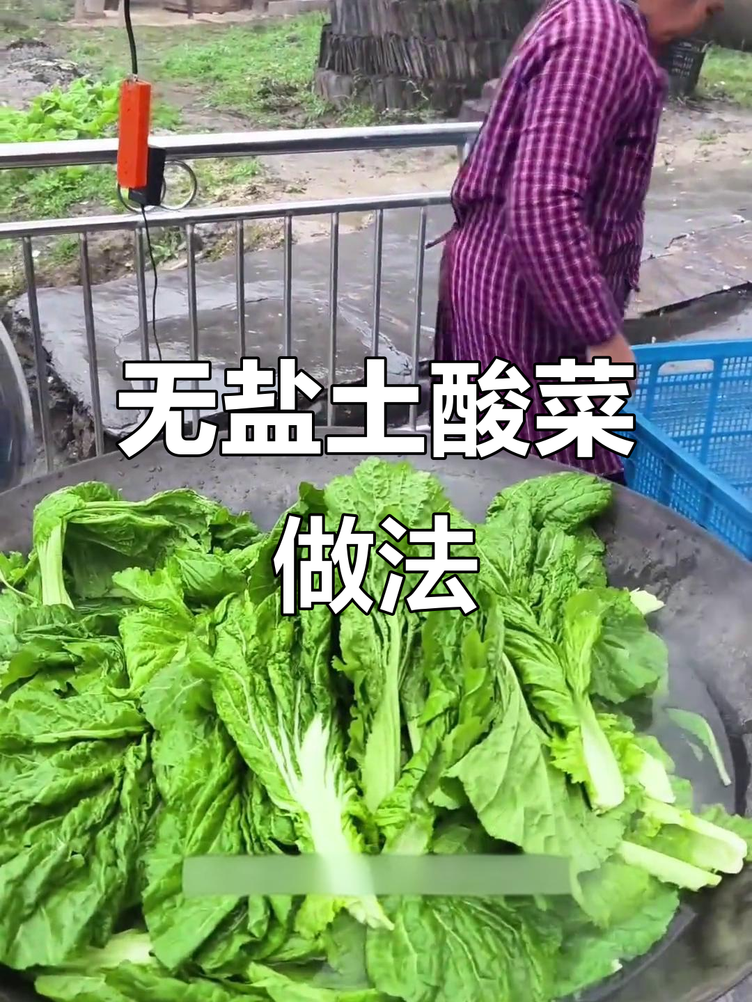 四川无盐土酸菜的简单制作方法,轻松学会家乡味